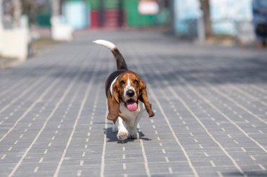 basset tazı köpek bahar