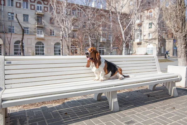 Basset Ogar Pies Wiosna — Zdjęcie stockowe