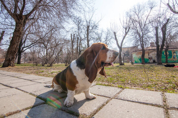 basset hound dog spring