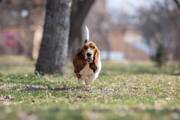 Basset Cão Cão Primavera — Fotografia de Stock
