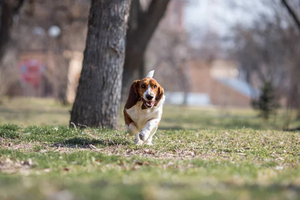 Basset Cão Cão Primavera — Fotografia de Stock