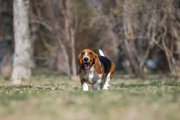 Basset Cão Cão Primavera — Fotografia de Stock