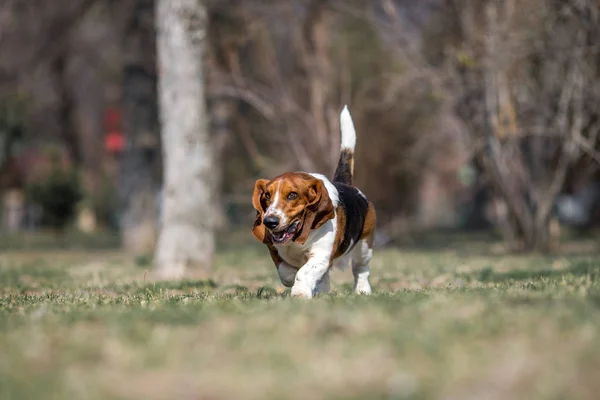 Basset Ogar Pies Wiosna — Zdjęcie stockowe