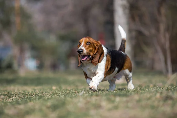 Basset Ogar Pies Wiosna — Zdjęcie stockowe