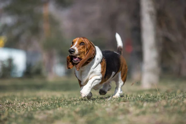 Basset Ogar Pies Wiosna — Zdjęcie stockowe