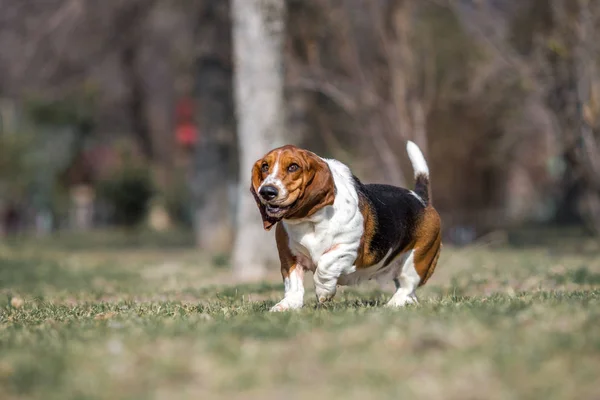 Basset Ogar Pies Wiosna — Zdjęcie stockowe