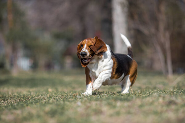 basset hound dog spring