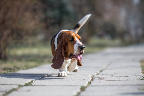basset hound dog spring