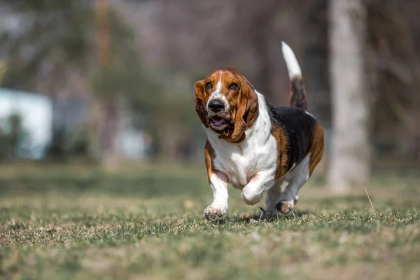 Basset Ogar Pies Wiosna — Zdjęcie stockowe