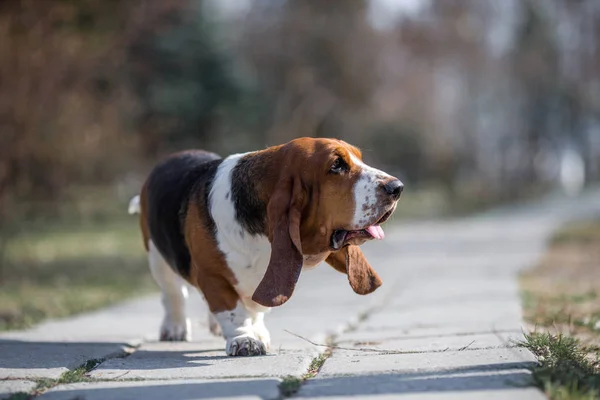 Basset Ogar Pies Wiosna — Zdjęcie stockowe