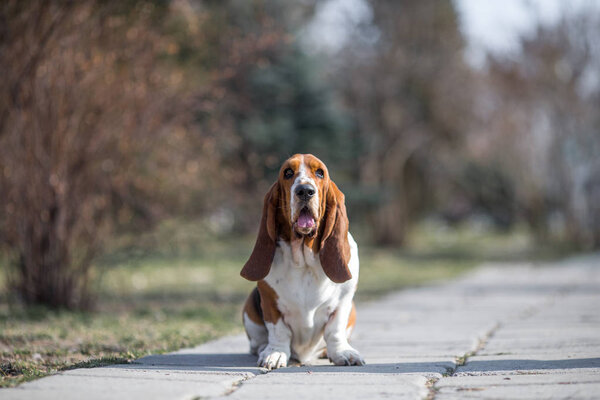 basset hound dog spring