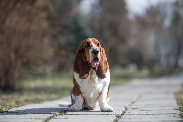 Basset Hound Dog Voorjaar — Stockfoto