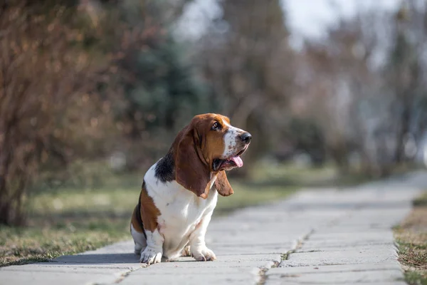 Basset Cão Cão Primavera — Fotografia de Stock