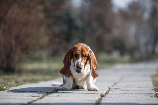 basset hound dog spring