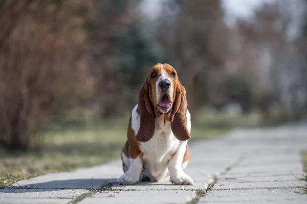 Basset Cão Cão Primavera — Fotografia de Stock