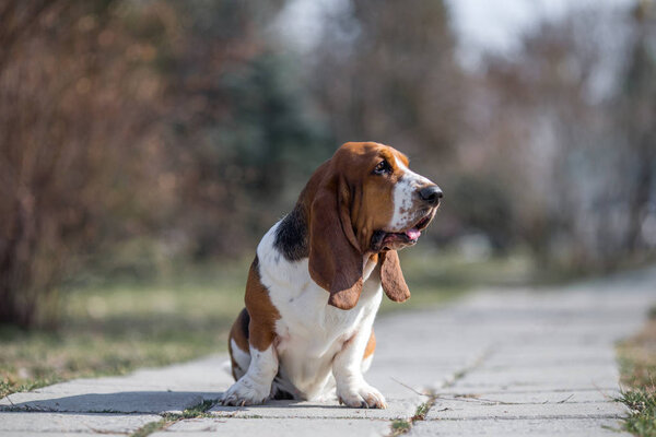 basset hound dog spring