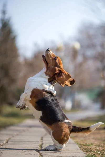 Basset Hound Cane Primavera — Foto Stock