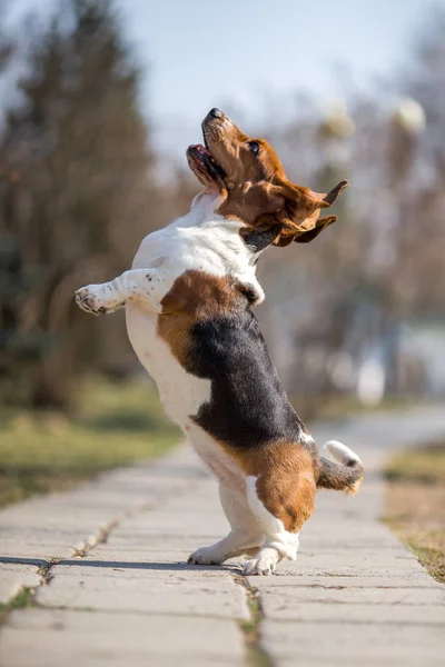 Basset Hound Cane Primavera — Foto Stock