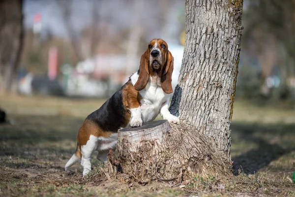 Basset Hound Hund Våren — Stockfoto