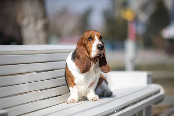 Basset Ogar Pies Wiosna — Zdjęcie stockowe