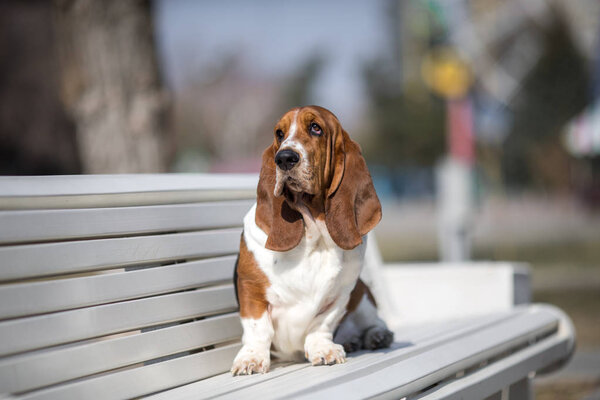 basset hound dog spring