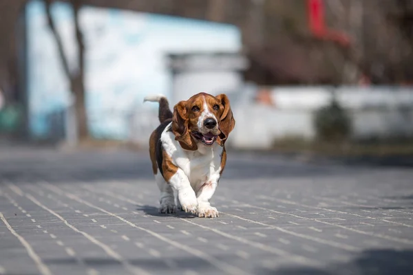 Basset Hound Hund Våren — Stockfoto