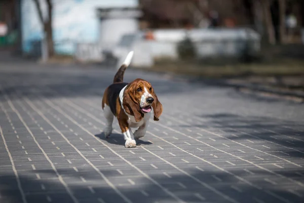 Basset Cão Cão Primavera — Fotografia de Stock