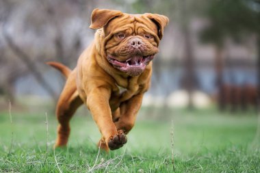 Dogue de bordeaux dog spring