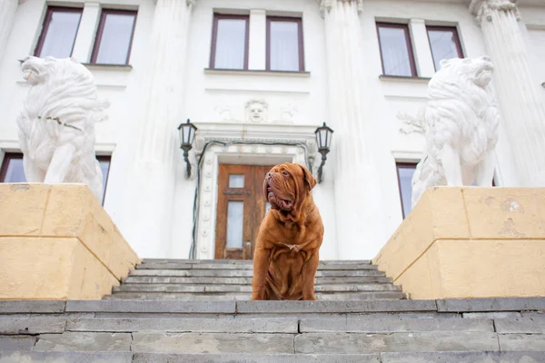 Dogue Bordeaux Câine Primăvară — Fotografie, imagine de stoc