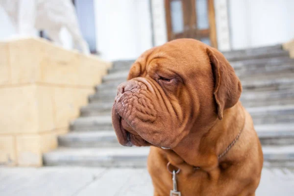 Dogue Burdeos Primavera Perro —  Fotos de Stock