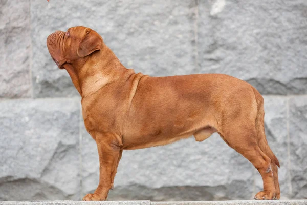 Dogue Bordeaux Dog Spring — 스톡 사진