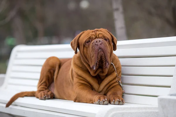 Dogue Burdeos Primavera Perro —  Fotos de Stock