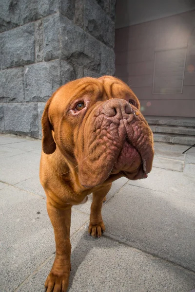 Dogue Bordeaux Cane Primavera — Foto Stock