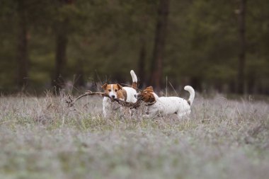 Jack Russell Terrier Köpeği