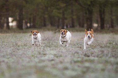 Jack Russell Terrier Köpeği