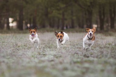 Jack Russell Terrier Köpeği