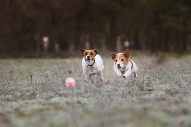 Jack Russell Terrier Köpeği