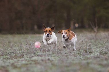 Jack Russell Terrier Köpeği