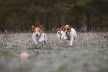 Jack Russell Terrier Köpeği