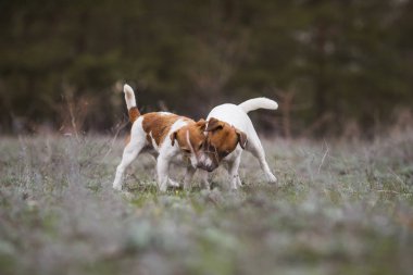 Jack Russell Terrier Köpeği