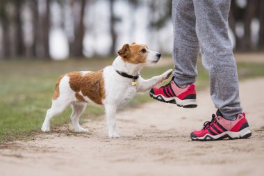 Jack Russell Terrier Köpeği