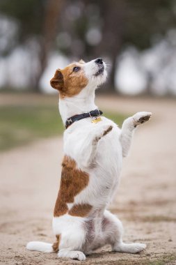 Jack Russell Terrier Köpeği