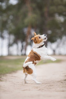 Jack Russell Terrier Köpeği