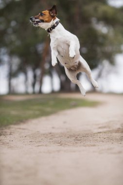 Jack Russell Terrier Köpeği