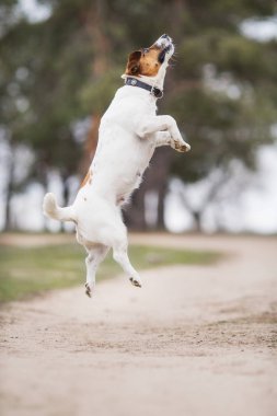 Jack Russell Terrier Köpeği