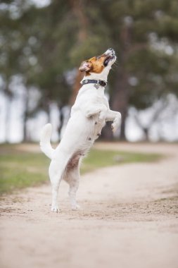 Jack Russell Terrier Köpeği