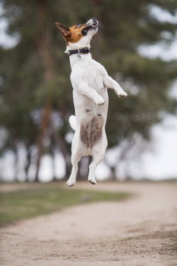 Jack Russell Terrier Köpeği