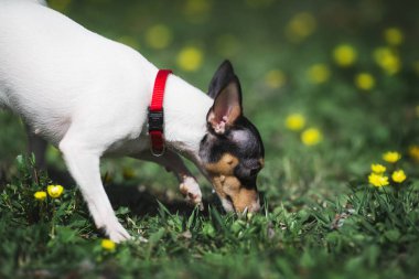 oyuncak tilki terrier köpek