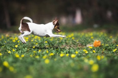 oyuncak tilki terrier köpek
