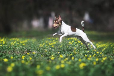 oyuncak tilki terrier köpek
